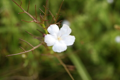 Rhamphicarpa longiflora